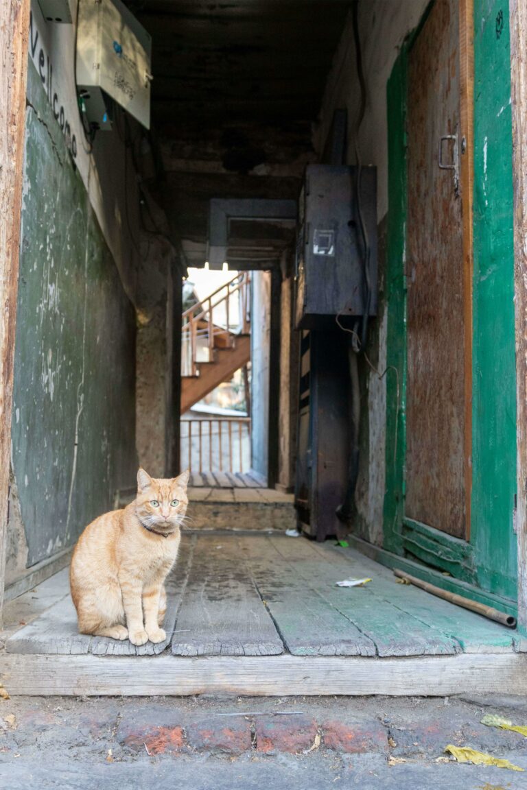 Retrato de gato en vivienda local en Viejo Tbilisi, Georgia: Böhmisch | Elisa Hernández | Fotógrafa en exteriores. Iluminación suave, natural y estilo documental.